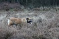 /album/ivana/soesterberg-36-jpg/
